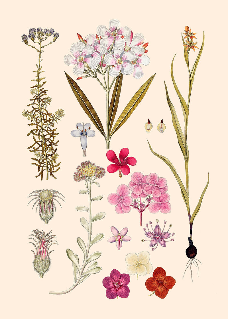 Nerium Odorum