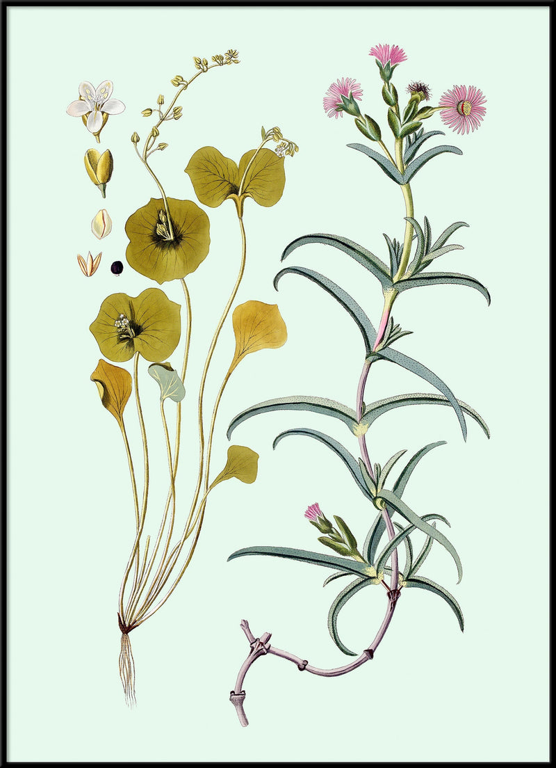 Mesembryanthemum Aduncum