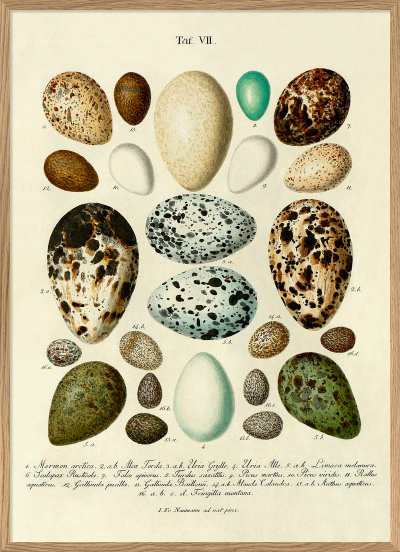 Eggs VII