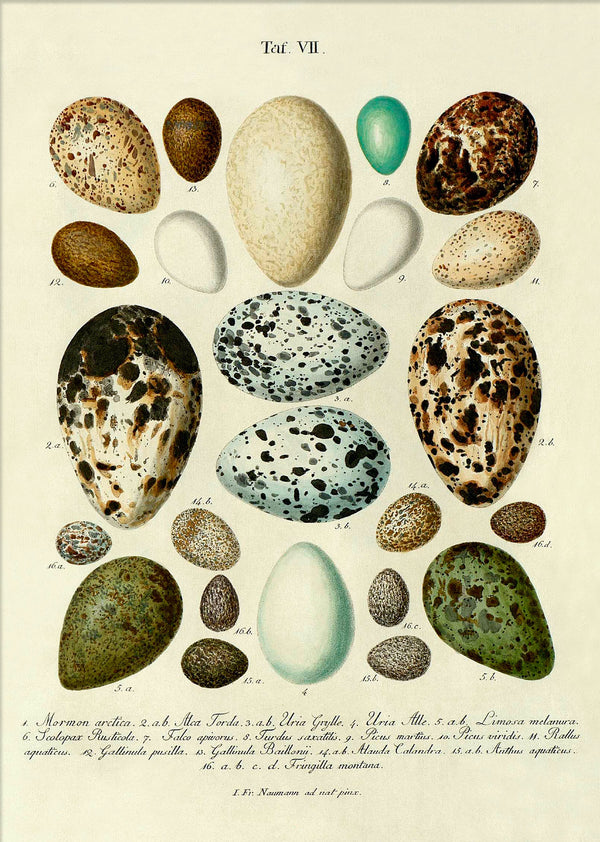 Eggs VII