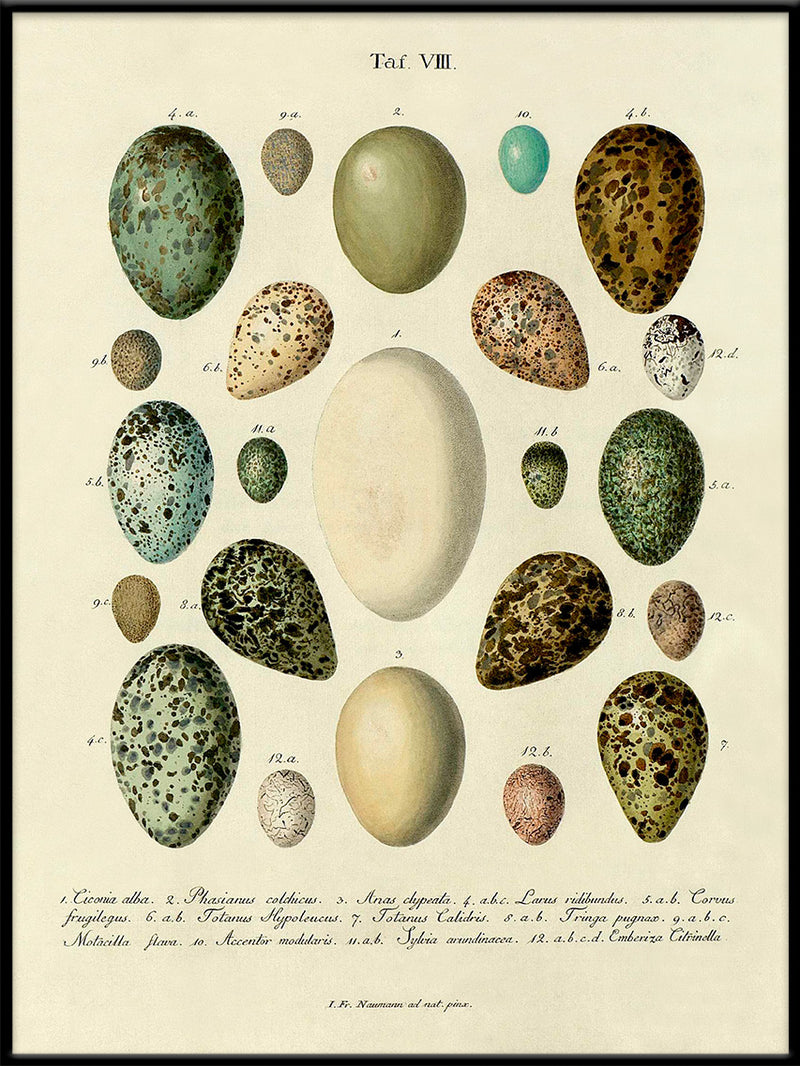 Eggs Tab VIII