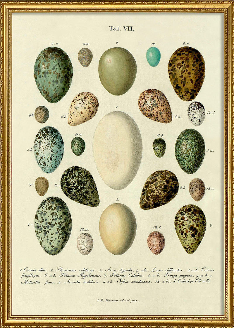 Eggs Tab VIII