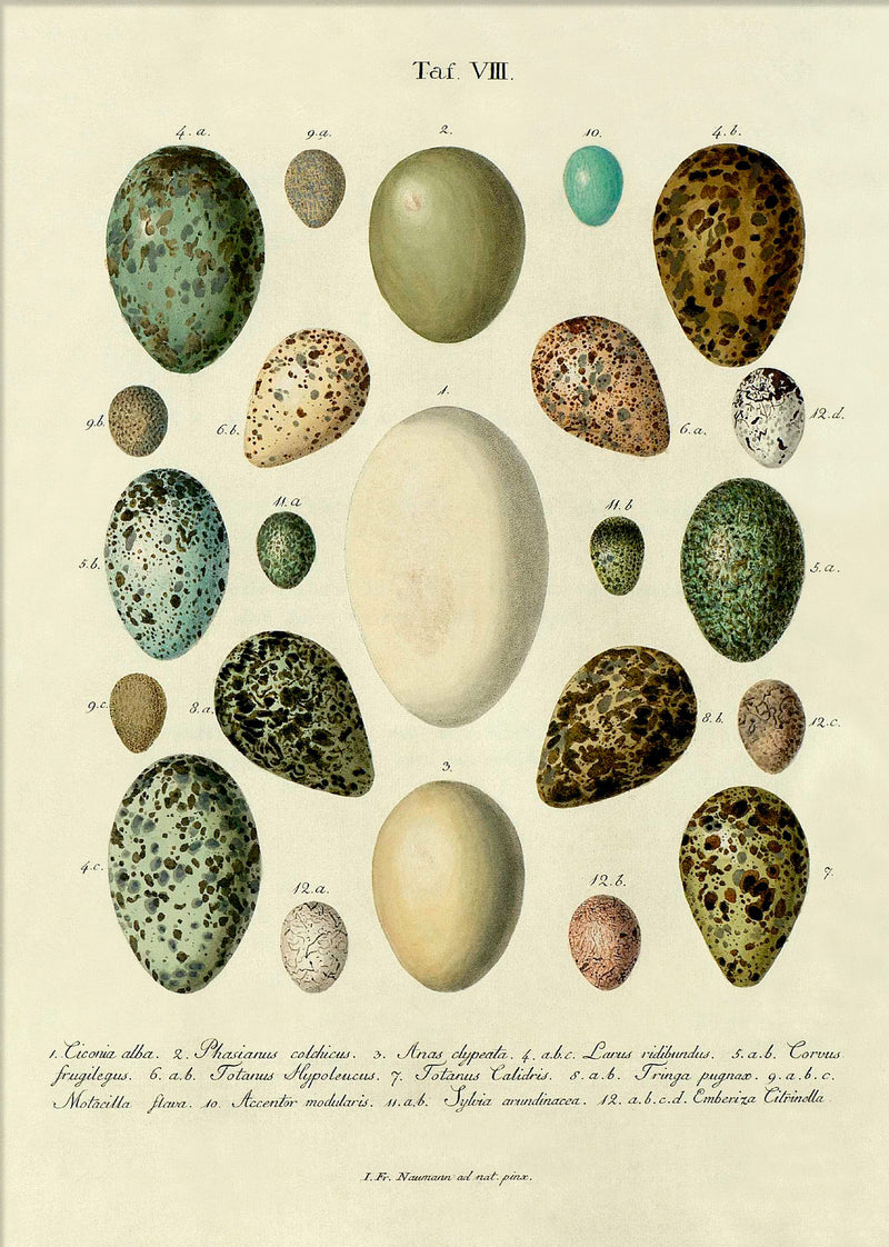 Eggs Tab VIII