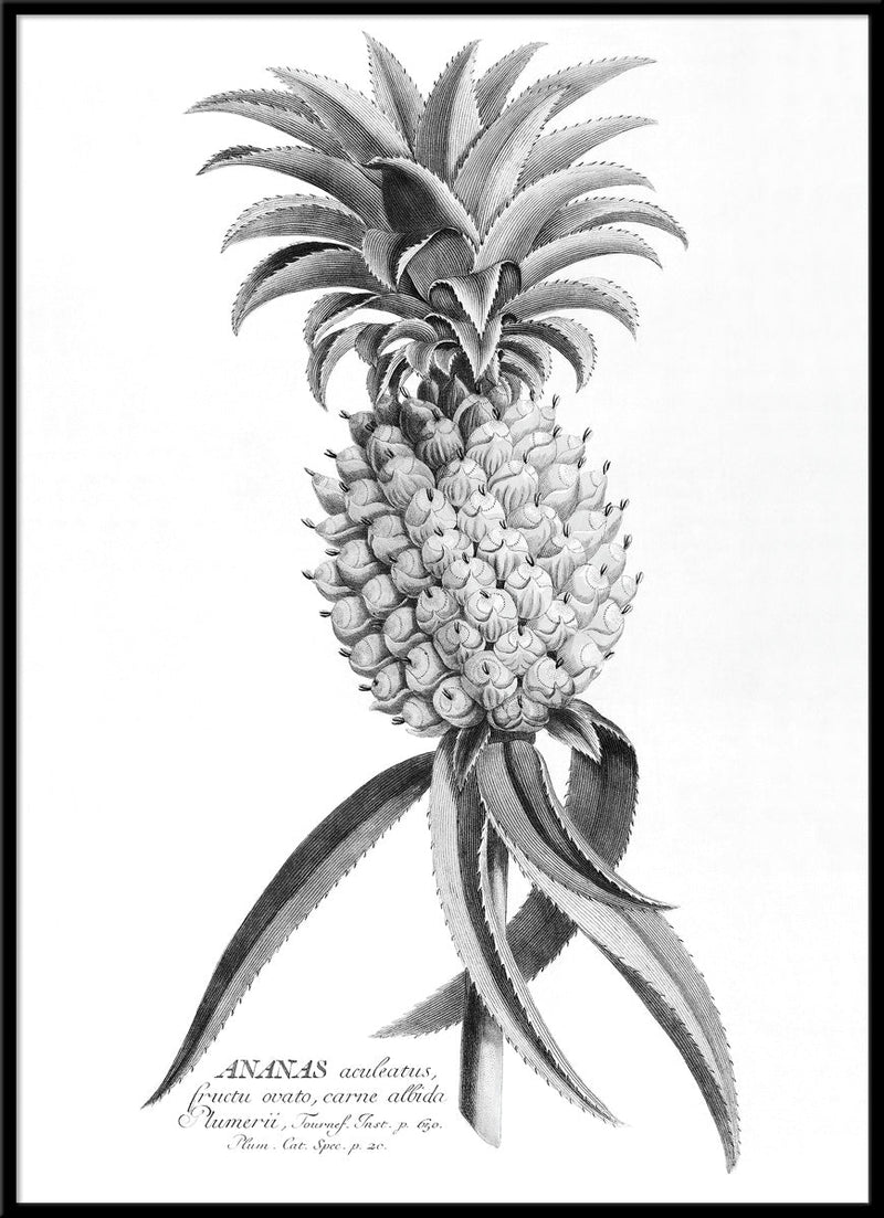 Black Ananas