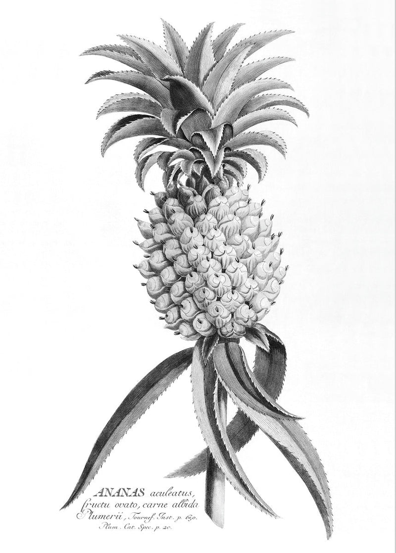 Black Ananas