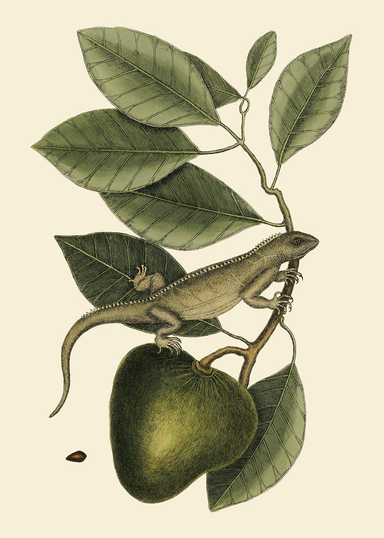 Lizard And Fruit Branch