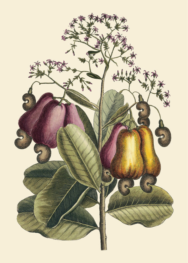 Cashew Tree