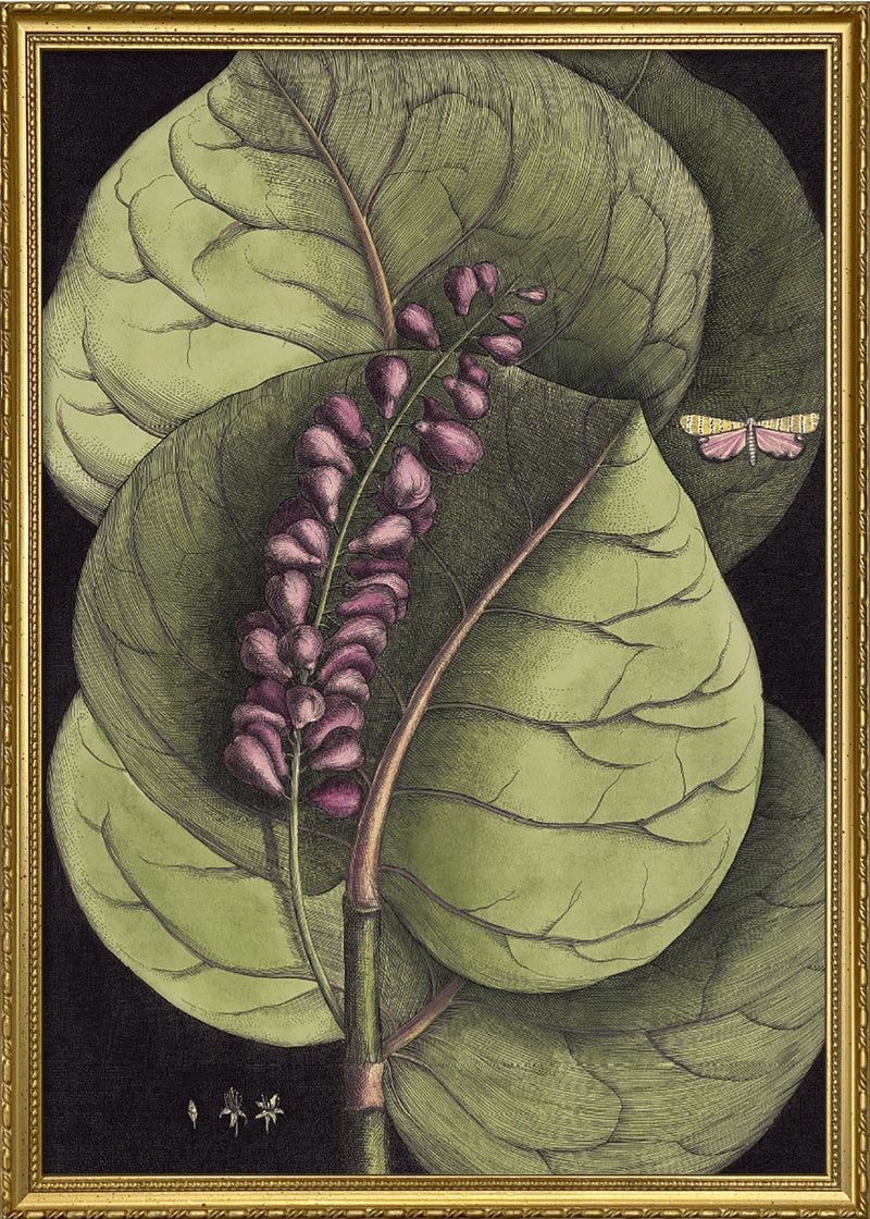 Mangrove Grape