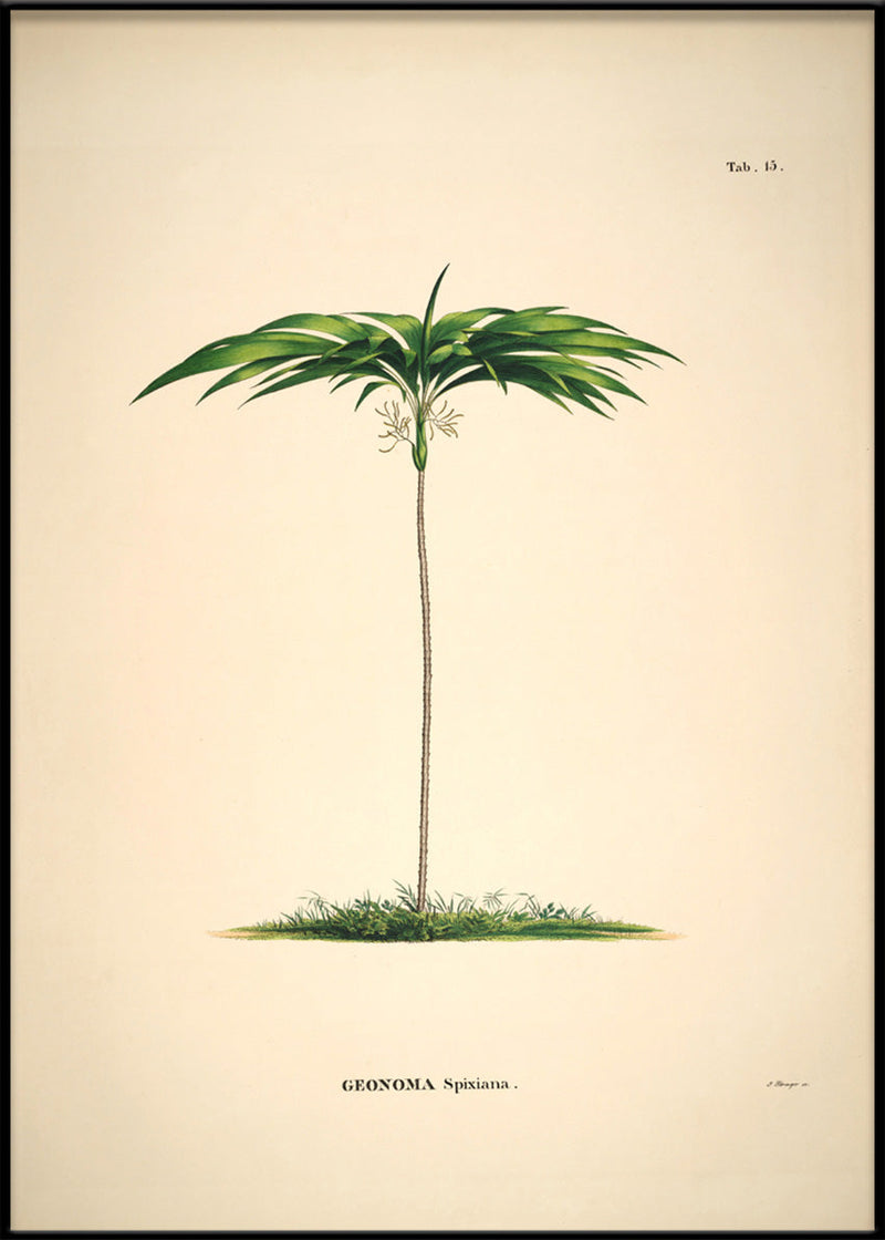GEONOMA Spixiana