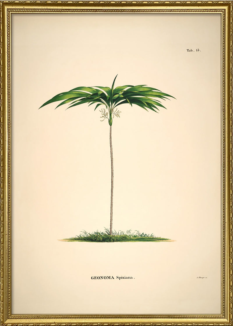 GEONOMA Spixiana