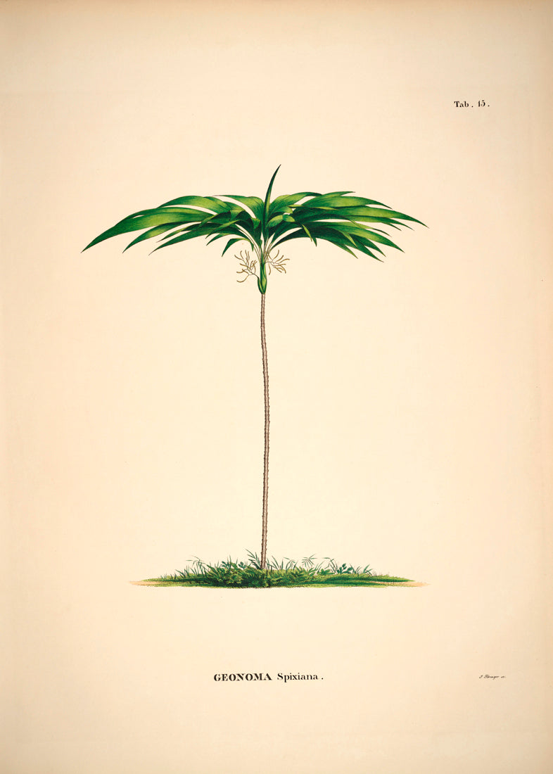 GEONOMA Spixiana