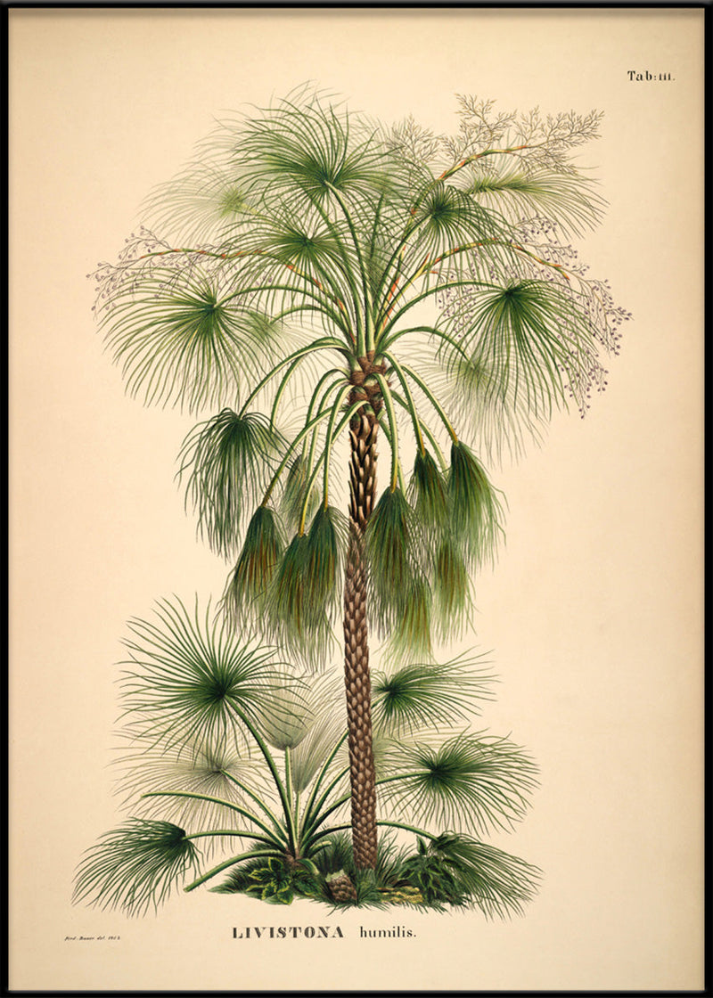 Livistona Humilis