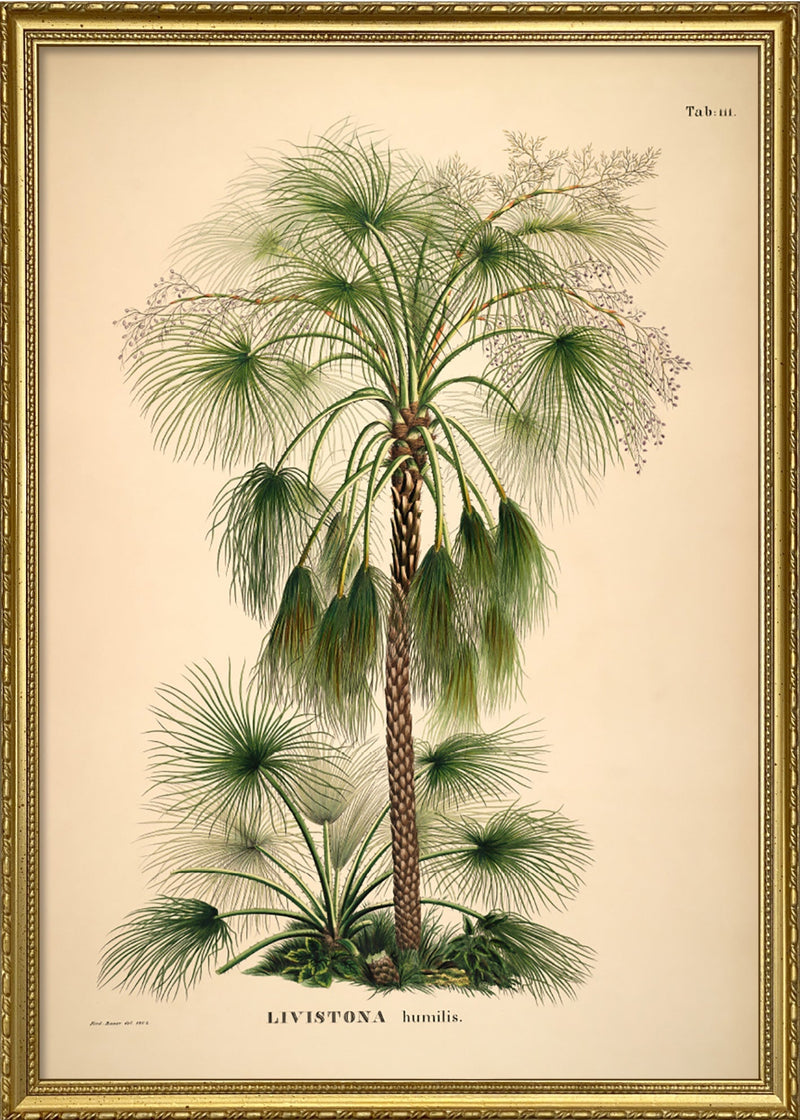 Livistona Humilis