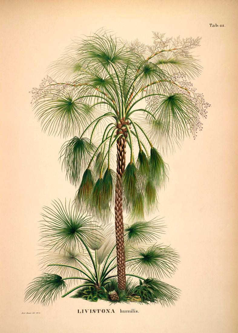 Livistona Humilis