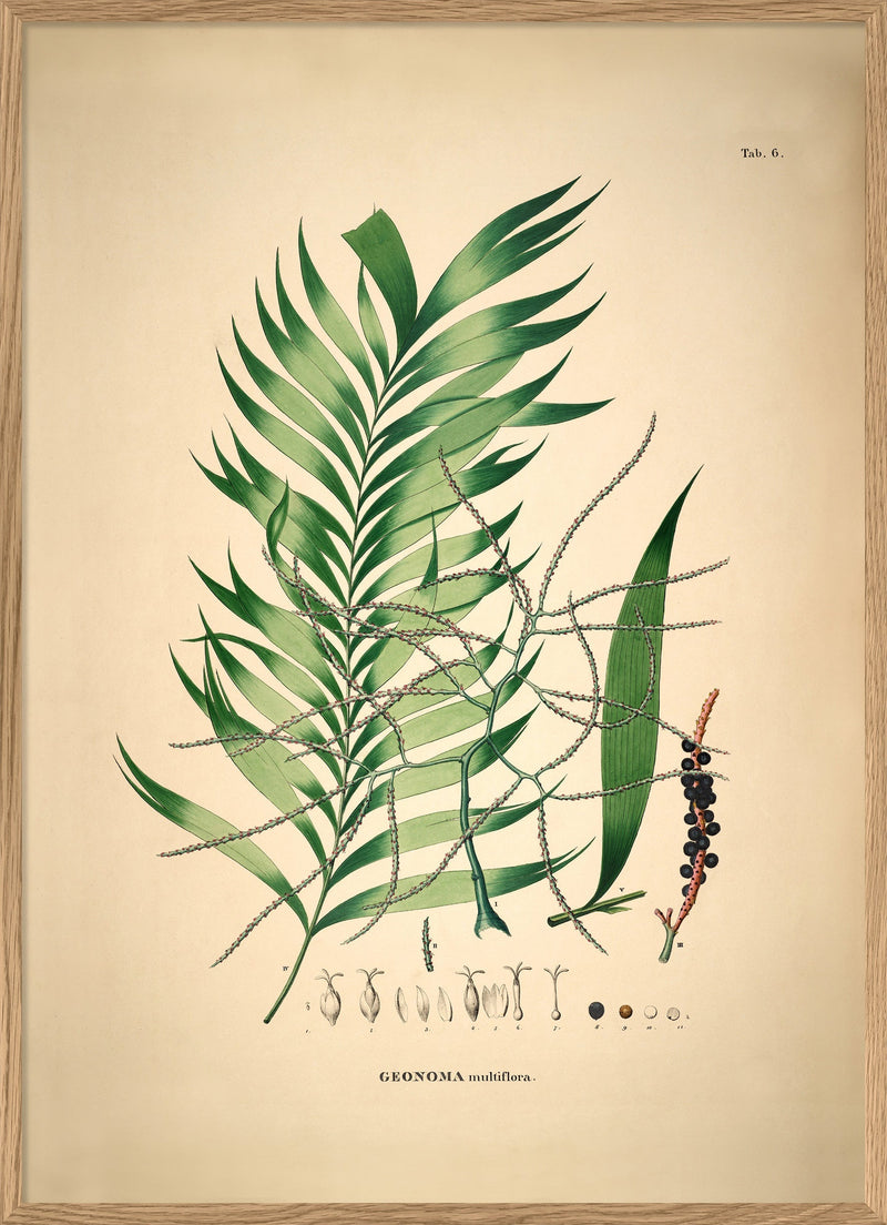 GEONOMA Multiflora