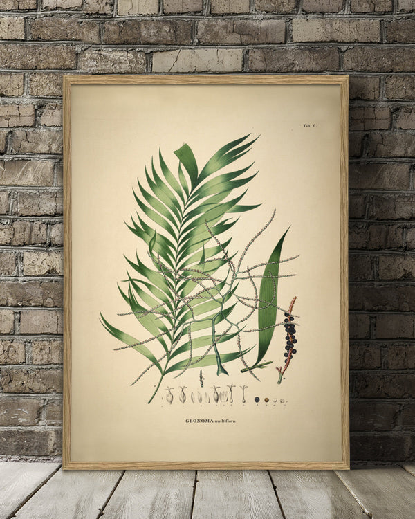 GEONOMA Multiflora
