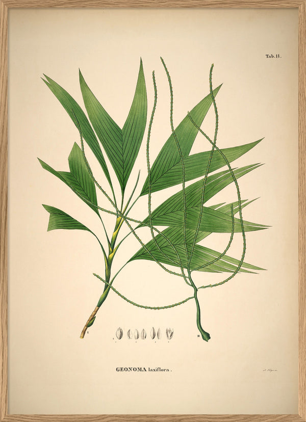 GEONOMA Laxiflora