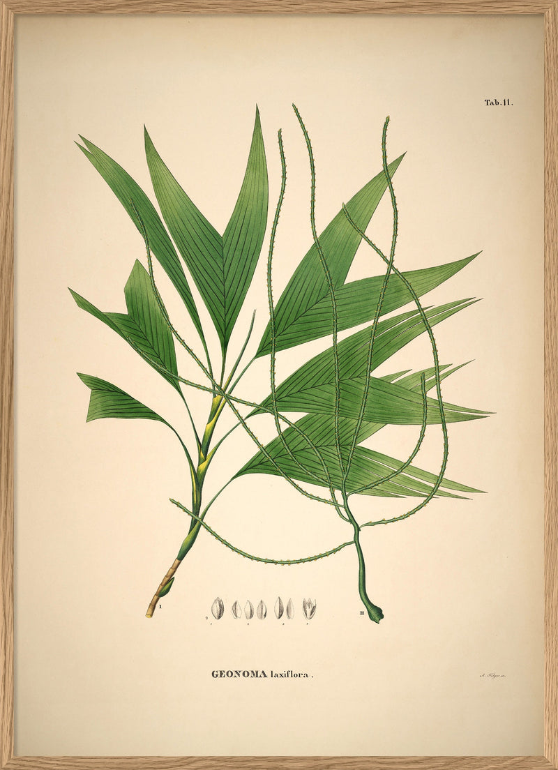 GEONOMA Laxiflora