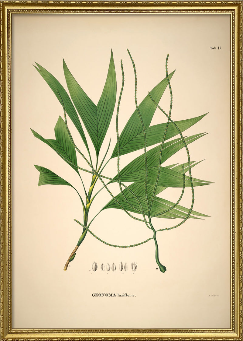 GEONOMA Laxiflora