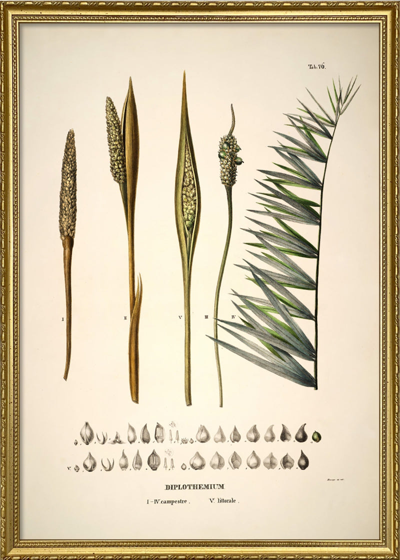 DIPLOTHEMIUM Campestre & Littorale