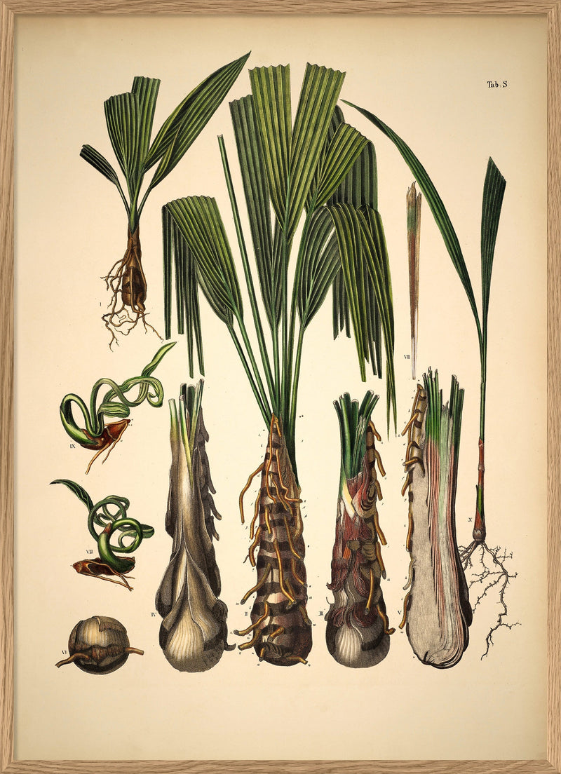 Palm Details