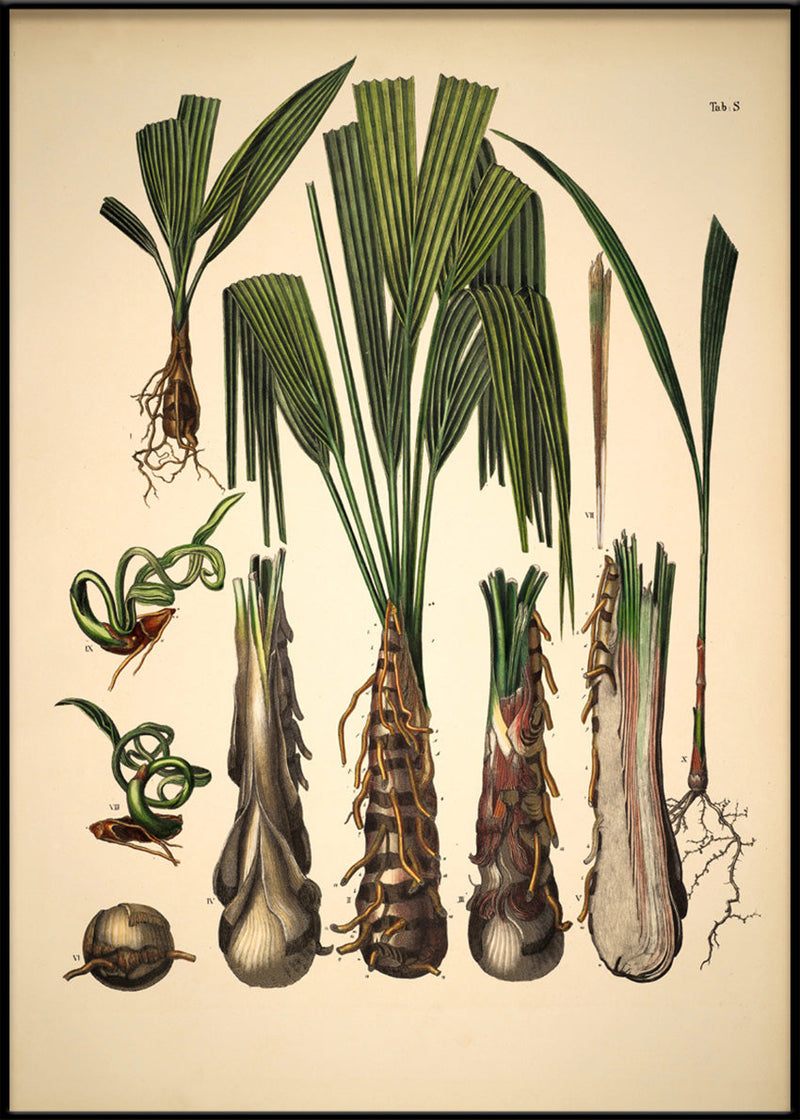 Palm Details