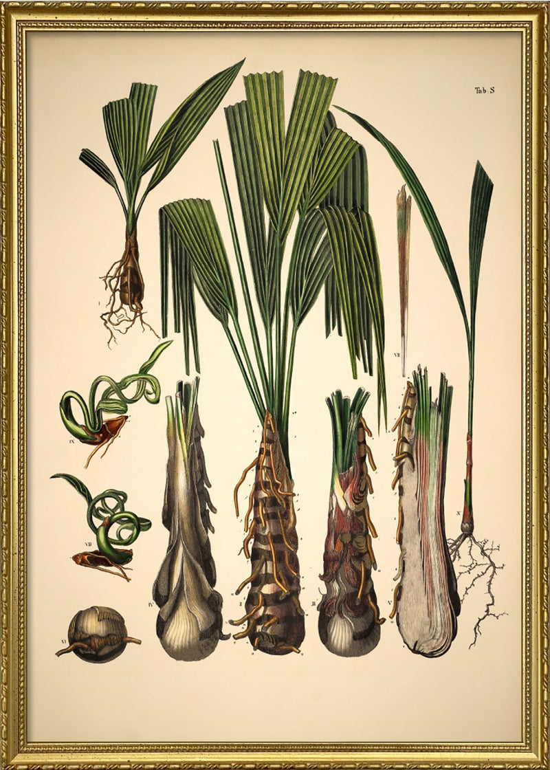 Palm Details