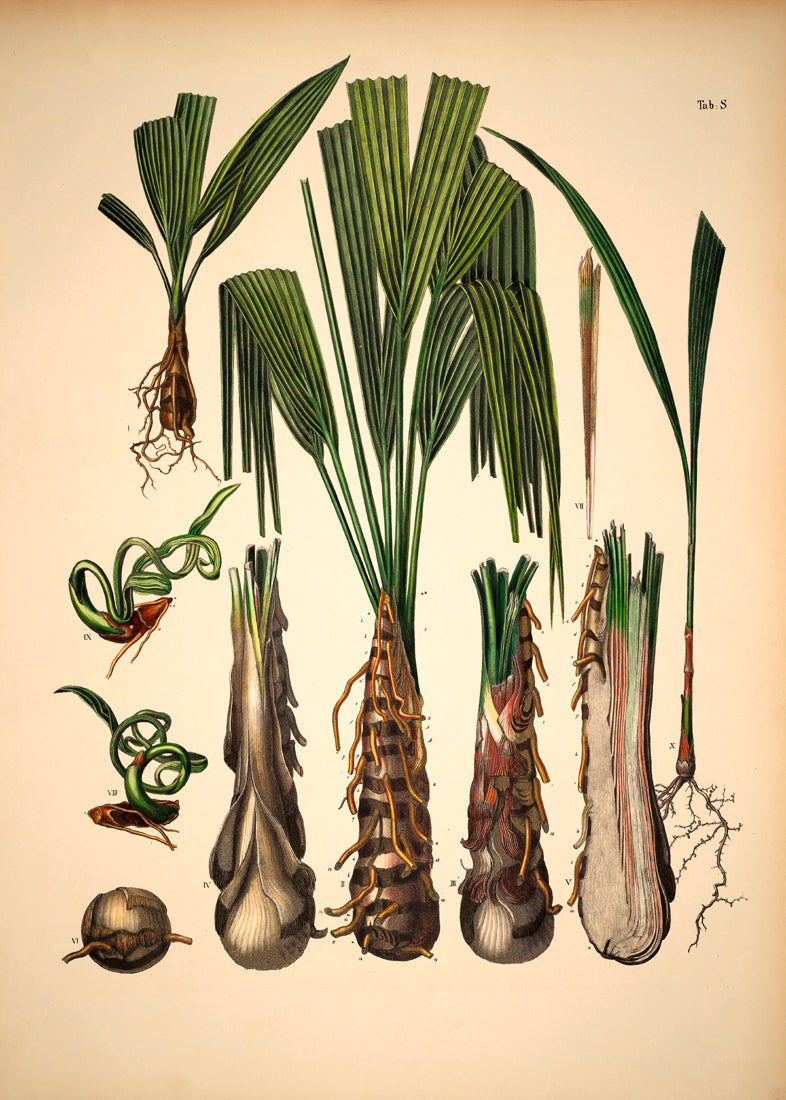Palm Details