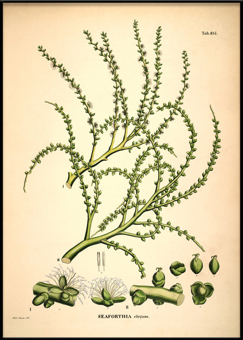SEAFORTHIA Elegans