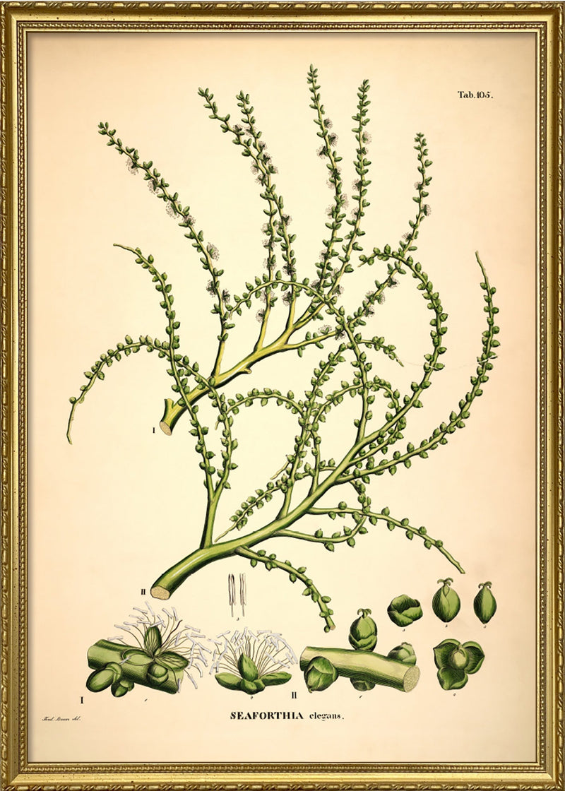SEAFORTHIA Elegans