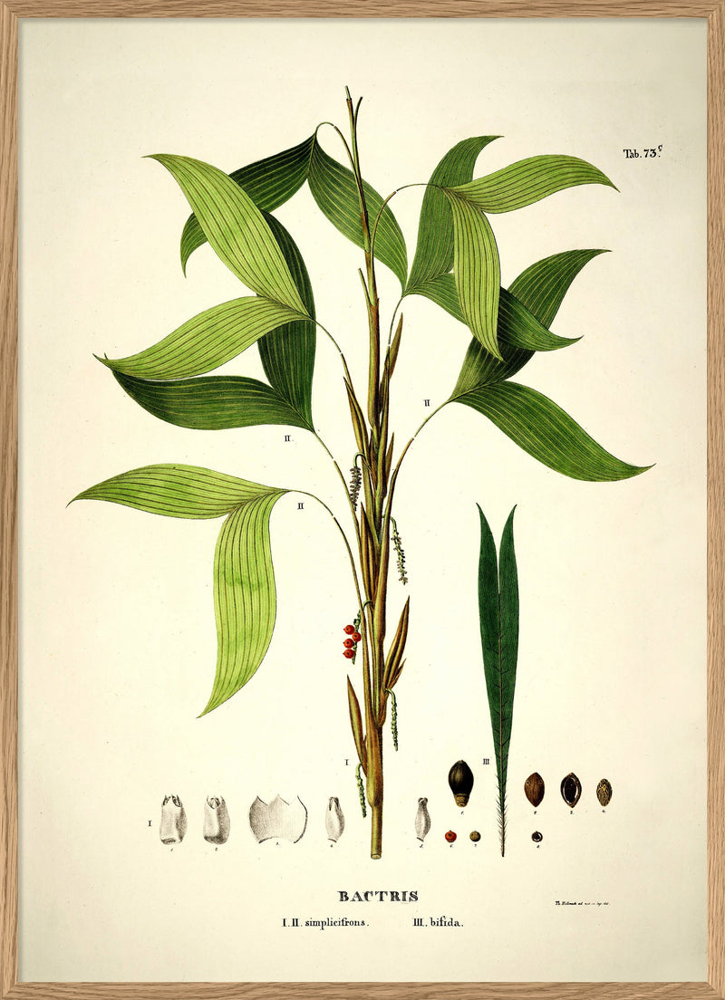 BACTRIS Simplicifrons & Bifida