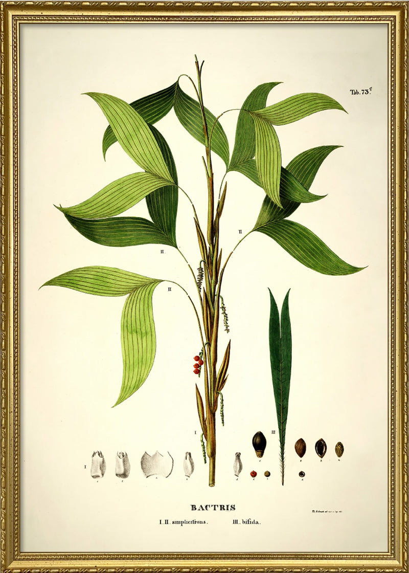 BACTRIS Simplicifrons & Bifida