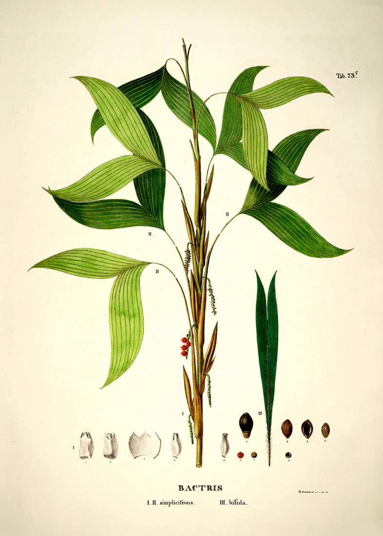 BACTRIS Simplicifrons & Bifida