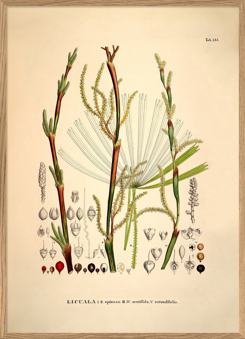 LICUALA Spinosa Acutifida Rotundifolia