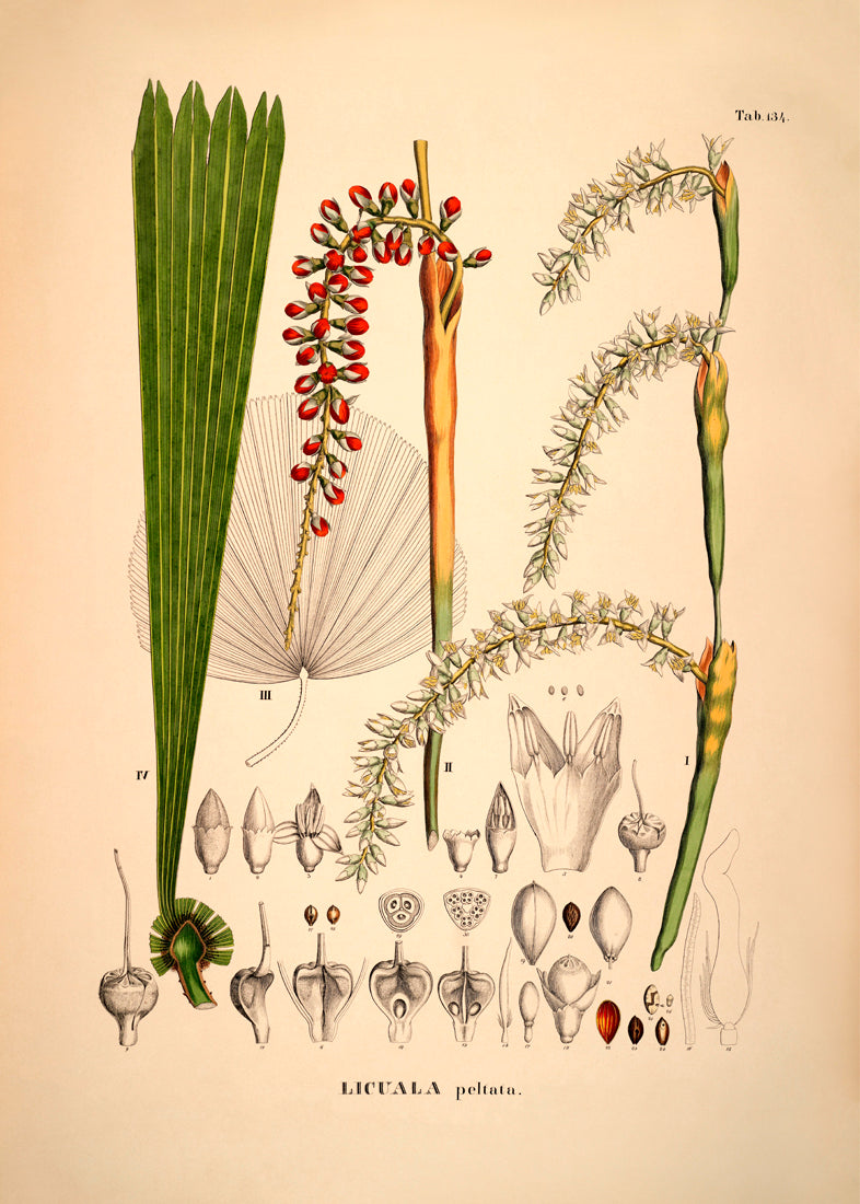 LICUALA