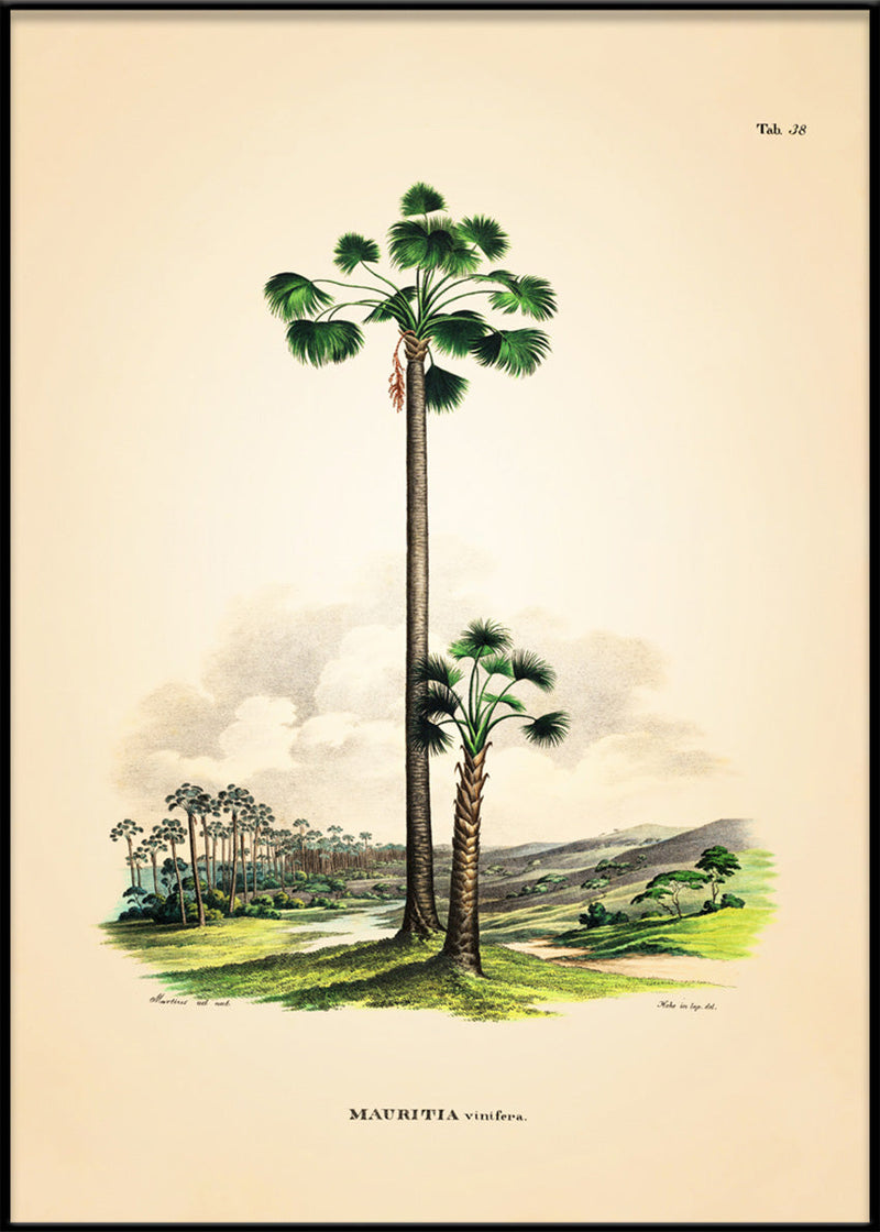 MAURITIA Vinifera