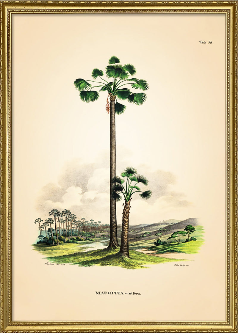 MAURITIA Vinifera
