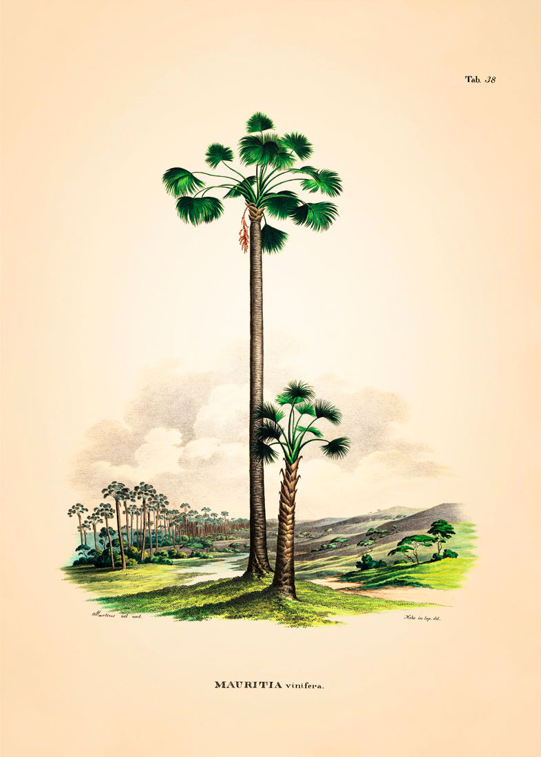 MAURITIA Vinifera