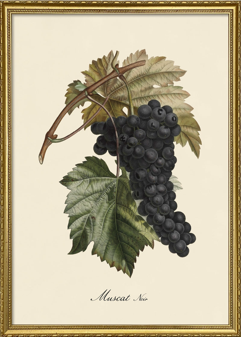 Muscat Noir