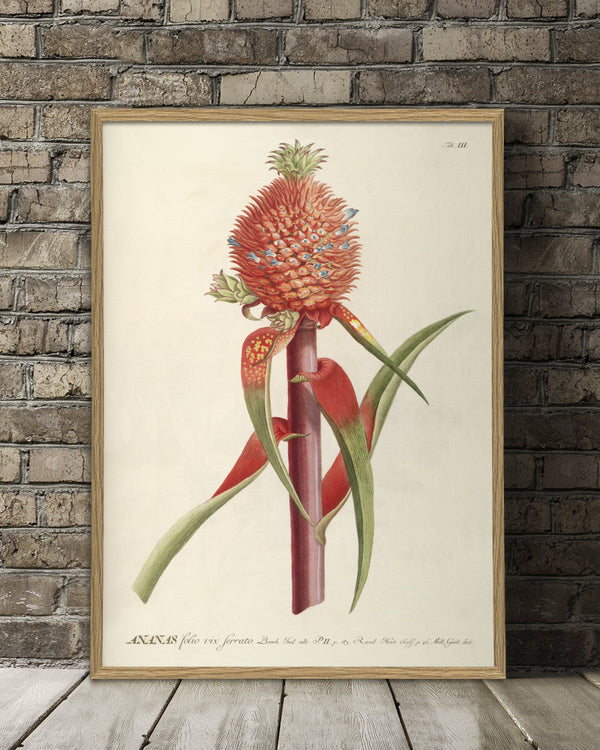 ananas-red-plant-poster
