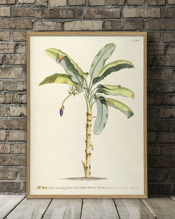 musa-plant-poster