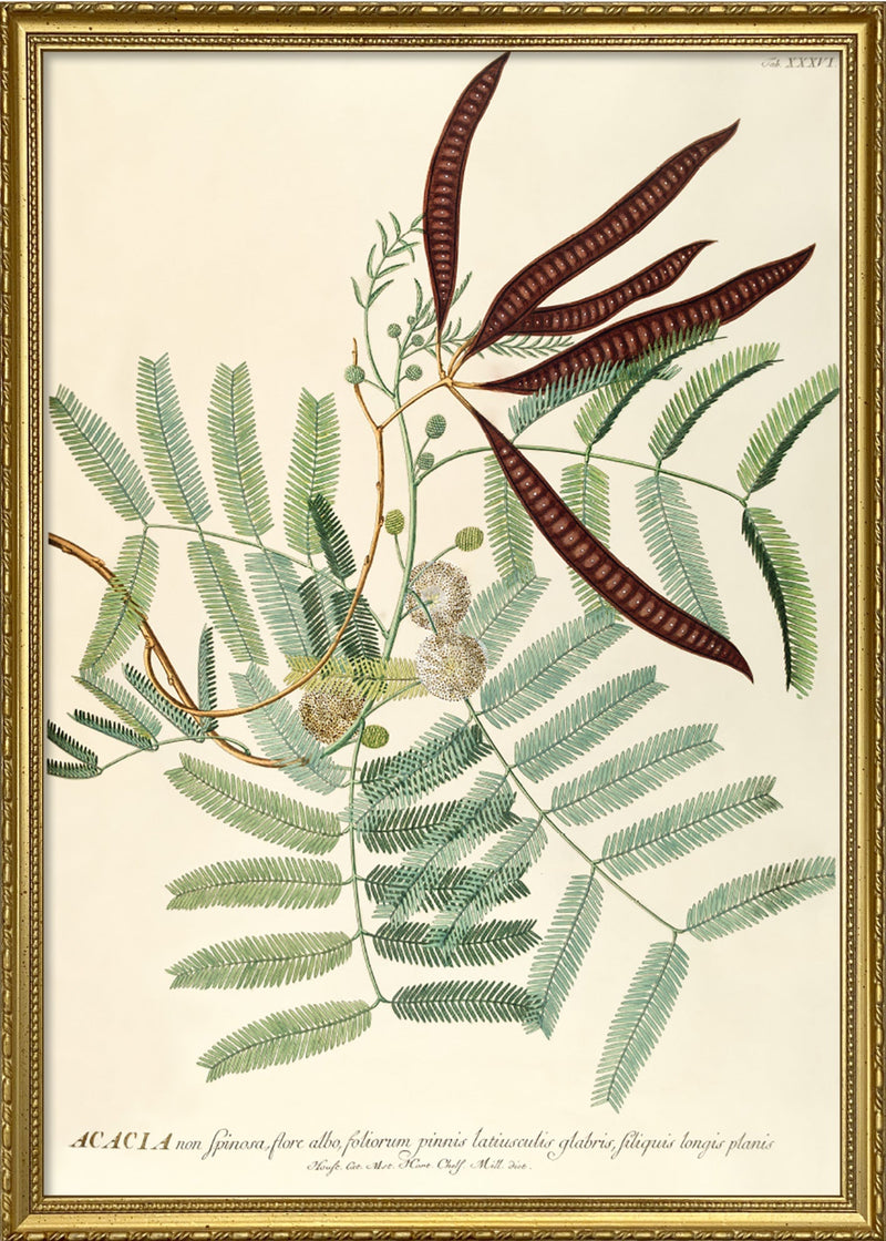 Acacia non Spinosa