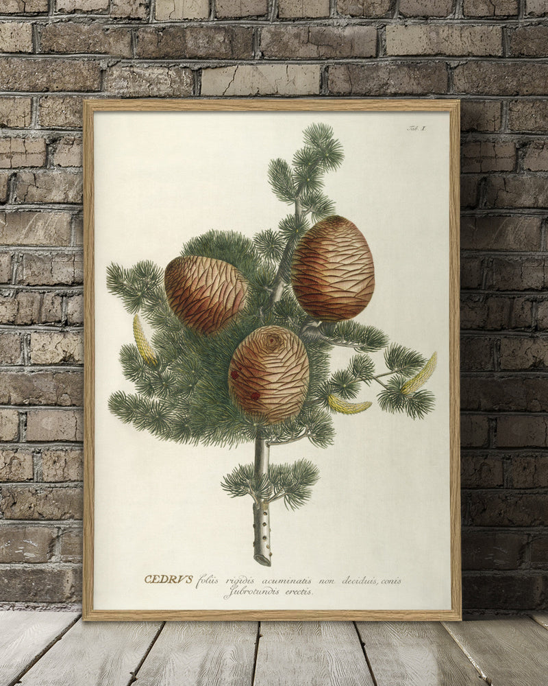 cedrus-plant-poster