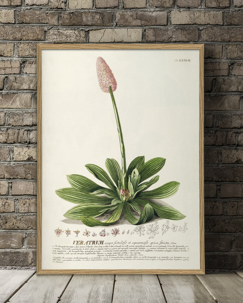 veratrum-plant-poster