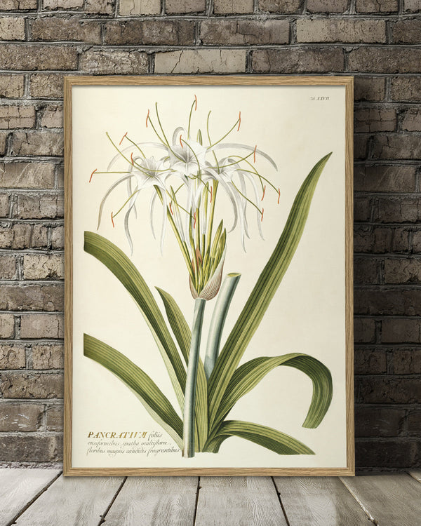 pancratium-plant-poster