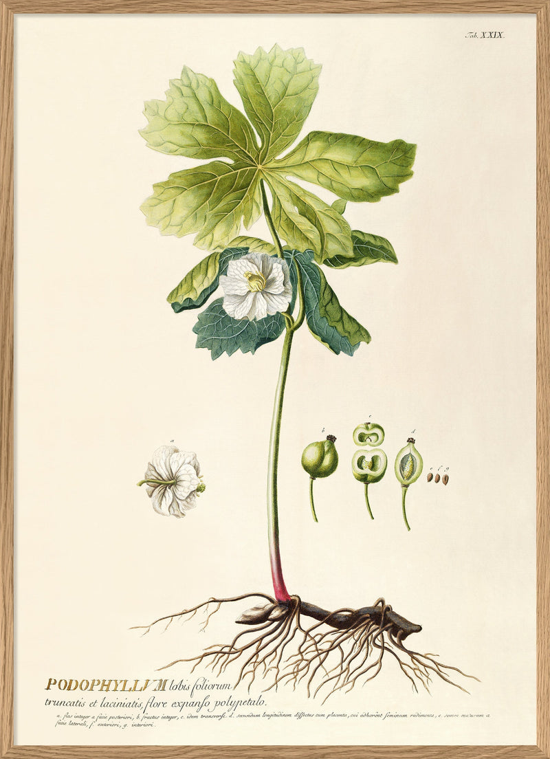 Podophyllum Lobis Foliorum