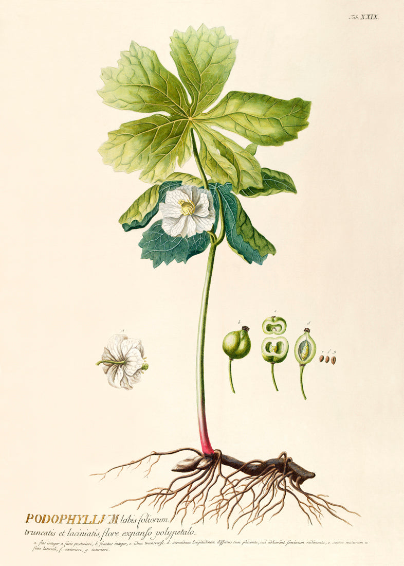 Podophyllum Lobis Foliorum
