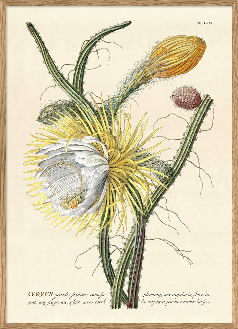 Cereus II.