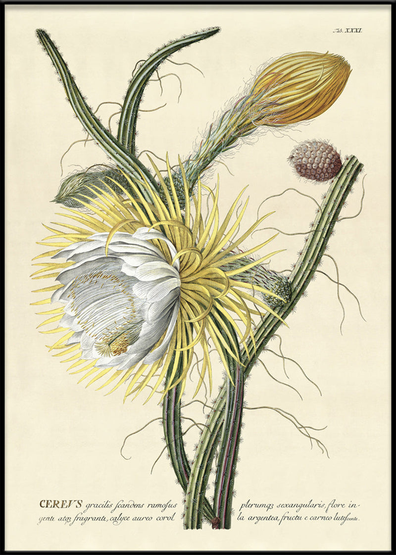 Cereus II.