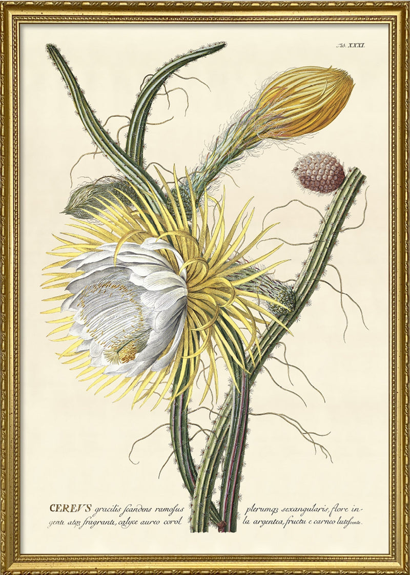 Cereus II.